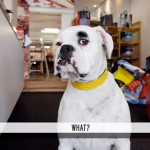 haul_recycled_accessories_gus_the_boxer_what_bouncer