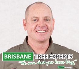 brisbane tree services - small business
